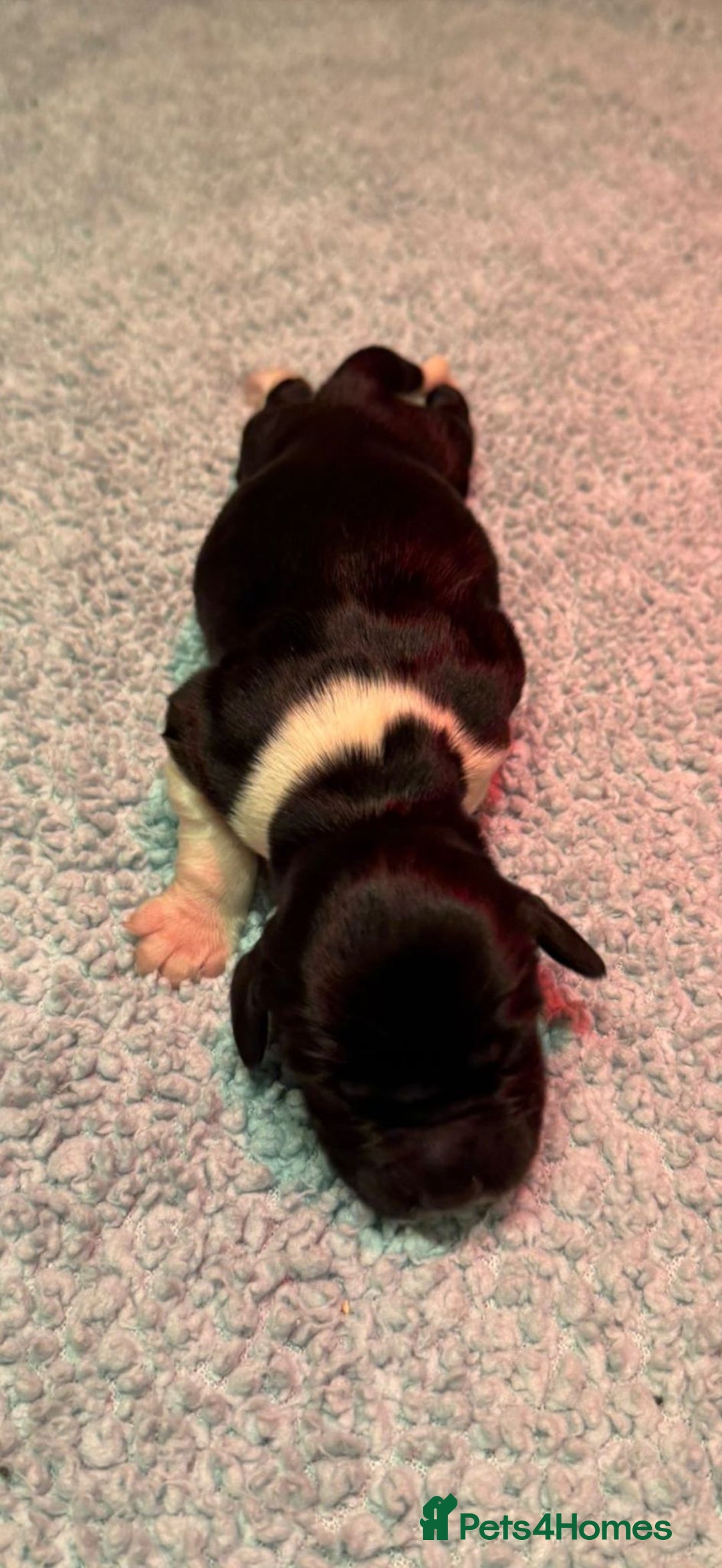 English Springer Spaniel dogs for sale: KC Reg English Springer Spaniels in Hampshire - Advert 5