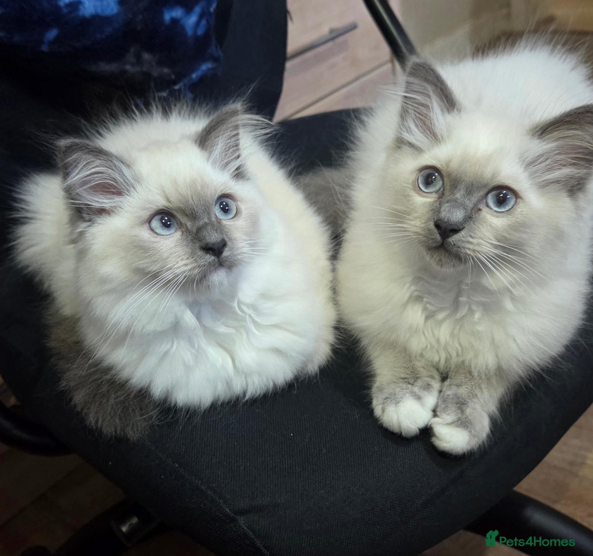 Persian cats 3 Ragdoll kittens - Advert 6