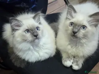 Persian cats 3 Ragdoll kittens - Advert 6