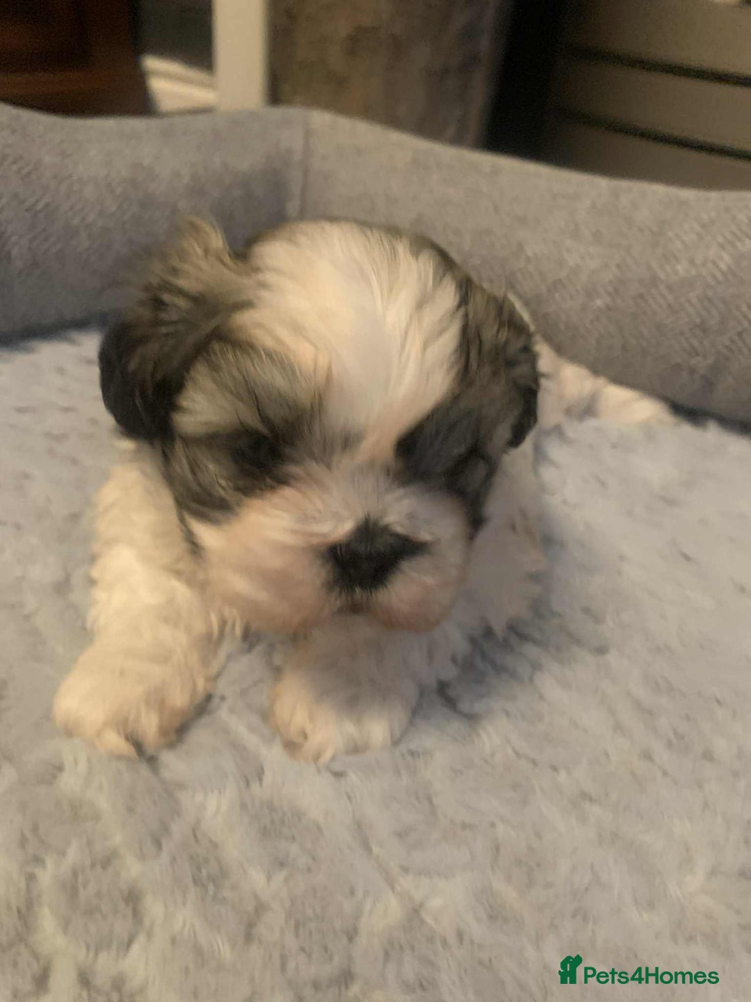 Shih Tzu dogs for sale: Shih tzu - Advert 4