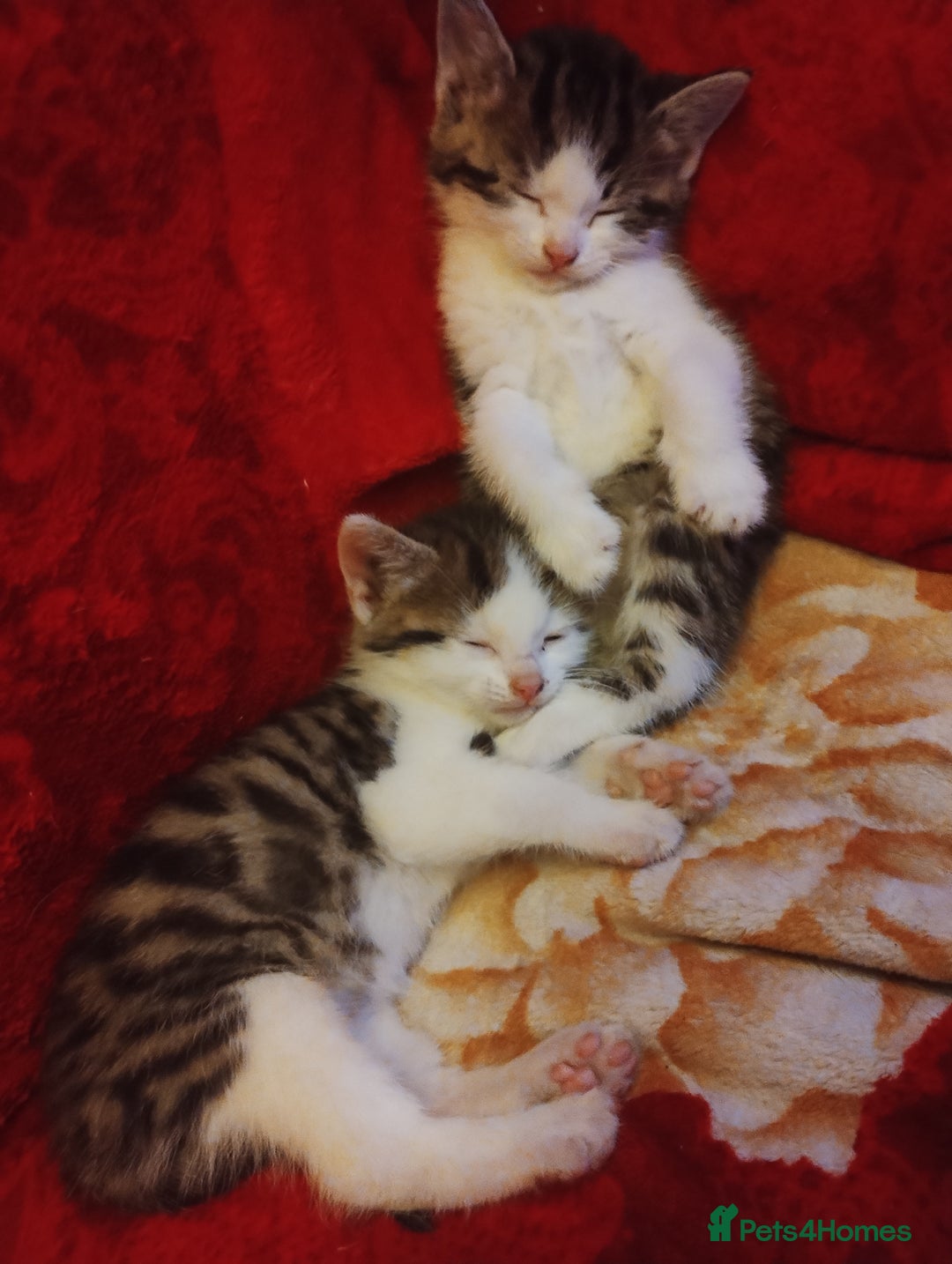 Mixed Breed cats for sale: Kittens are looking for homes  - Advert 14