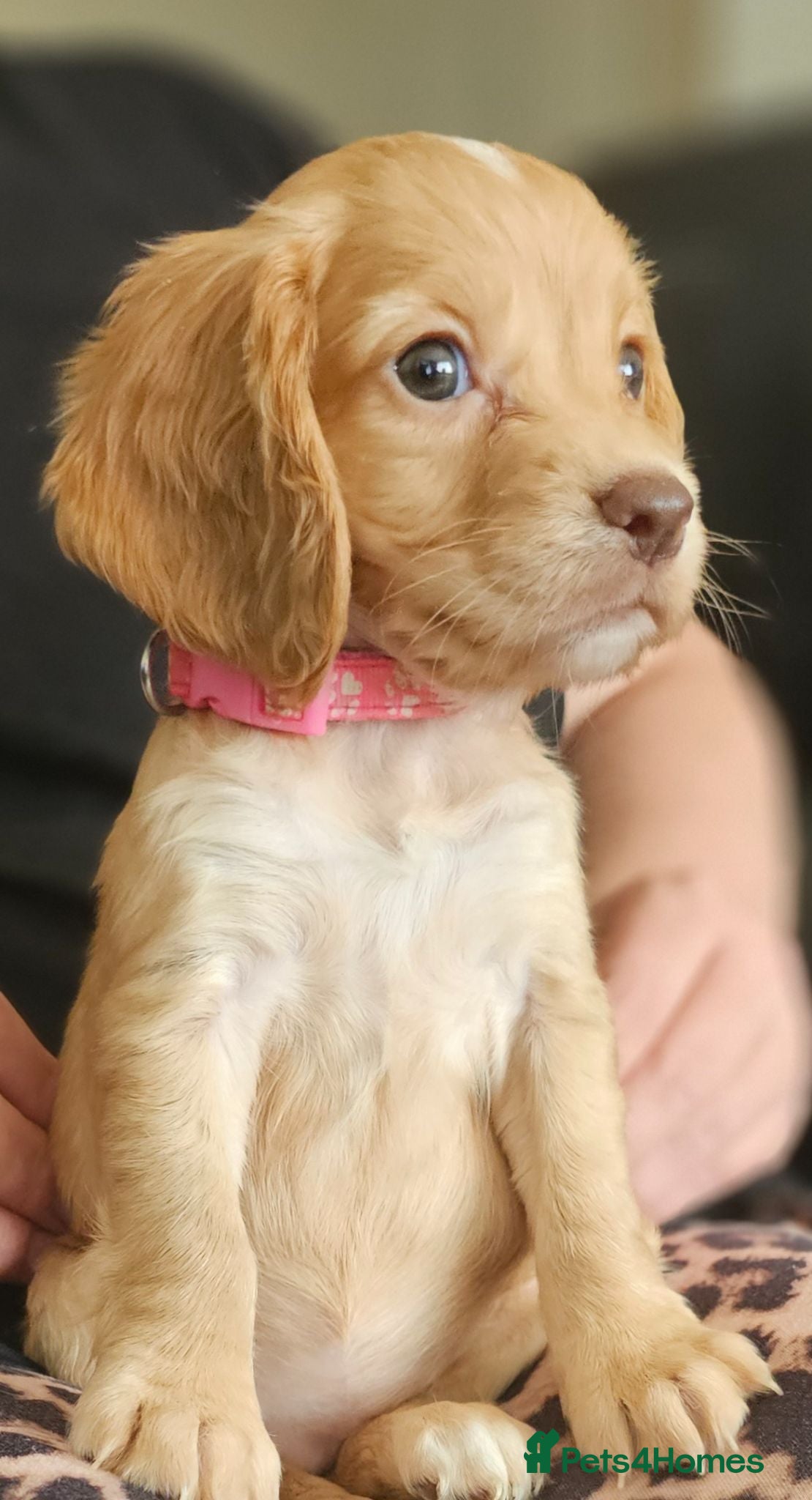 Cocker Spaniel dogs Kc reg working cocker spaniel  puppies  - Advert 5