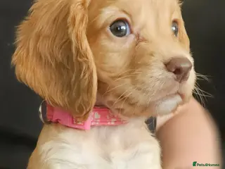 Cocker Spaniel dogs Kc reg working cocker spaniel puppies - Advert 2