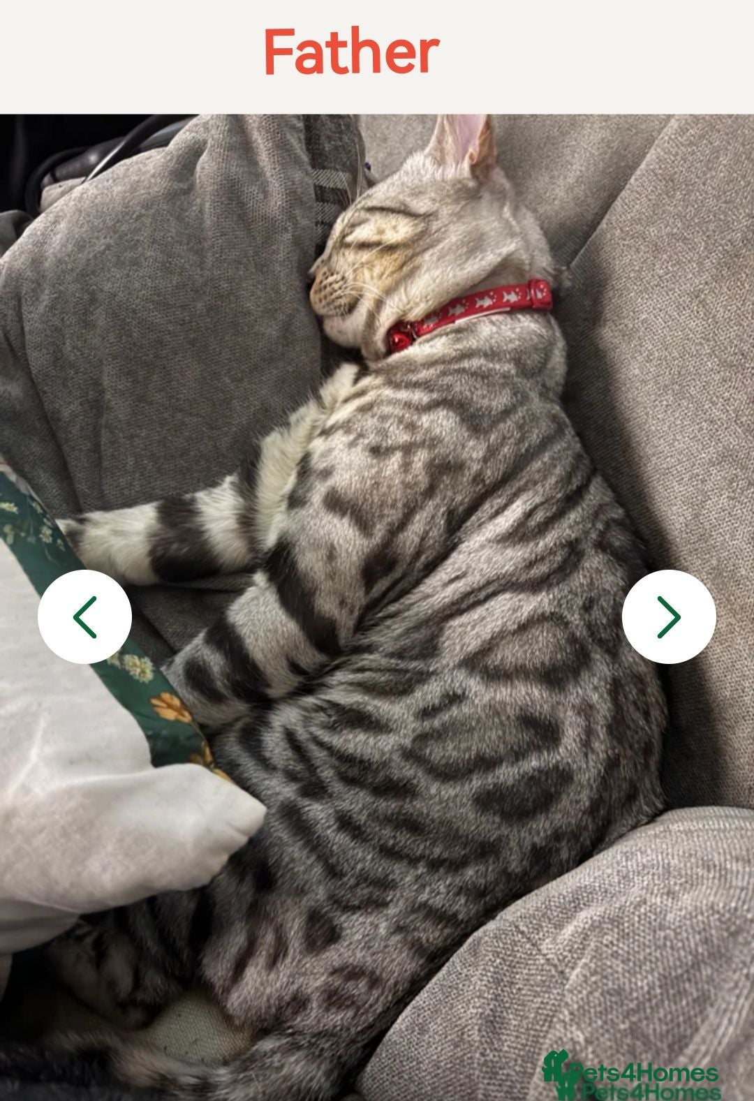 Bengal cats  Silver, Snow & brown Spotted Bengal kottenss - Advert 2