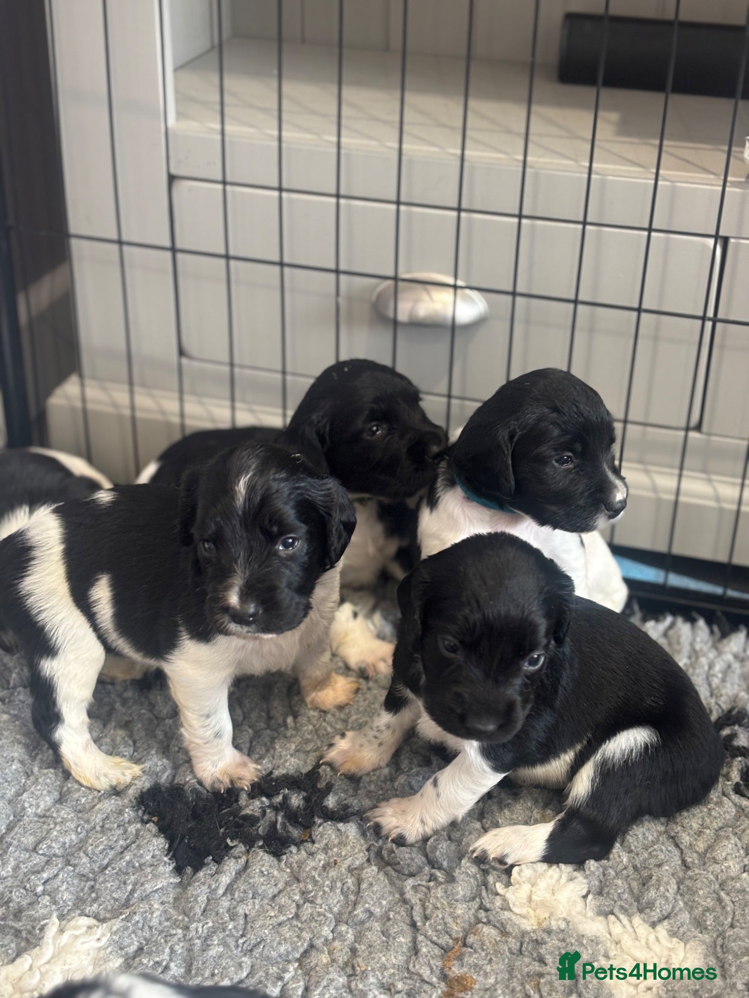 English Springer Spaniel dogs Kc health tested Springer spaniel pups  - Advert 2