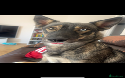 Mixed Breed dogs for sale: Beautiful Border Collie x Husky - Image 4