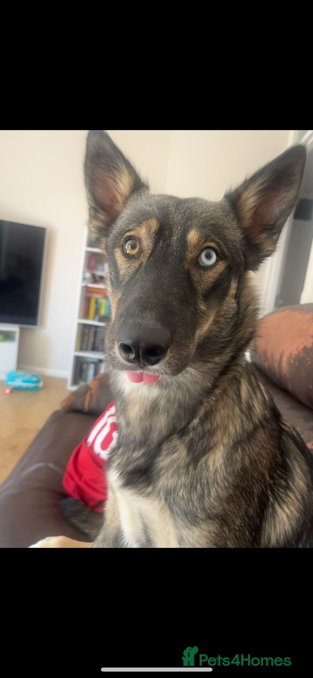 Mixed Breed dogs for sale: Beautiful Border Collie x Husky - Image 4