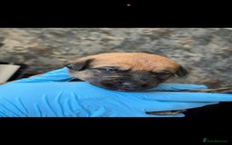 Mixed Breed dogs for sale: Beautiful Puppies For Sale!!! - Image 9