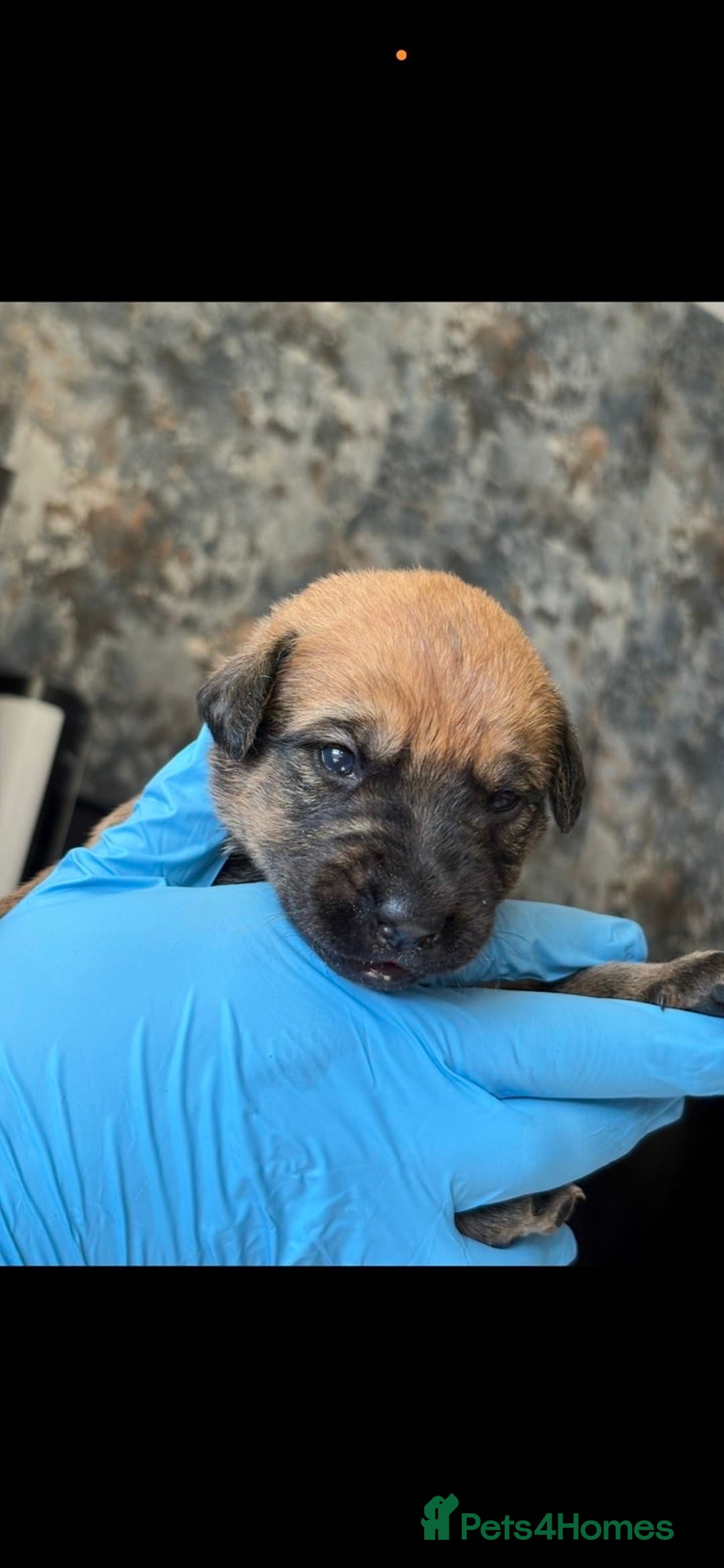 Mixed Breed dogs for sale: Beautiful Puppies For Sale!!! - Image 9
