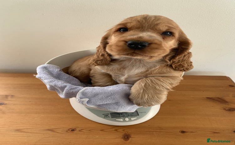 Cocker Spaniel dogs - Advert 9