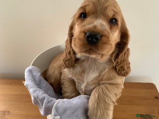 Cocker Spaniel dogs - Advert 7