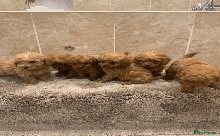 Mixed Breed dogs - Advert 7