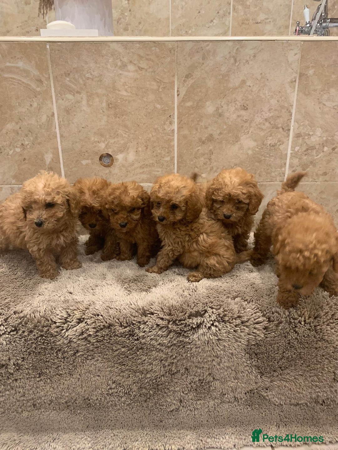 Mixed Breed dogs for sale: Toy poodle puppies  - Image 1