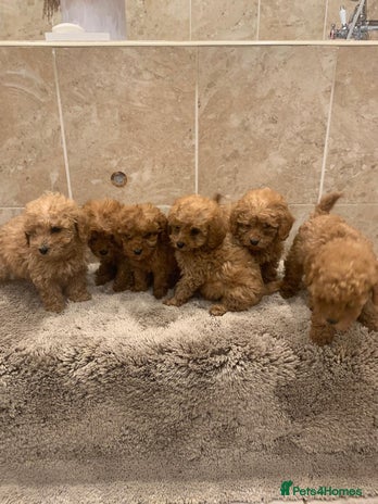 Mixed Breed dogs - Advert 3