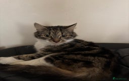 American Shorthair cats for sale: Lovely grey tabby cat for sale - Image 1