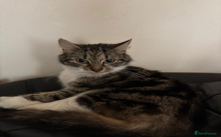 American Shorthair cats - Advert 4
