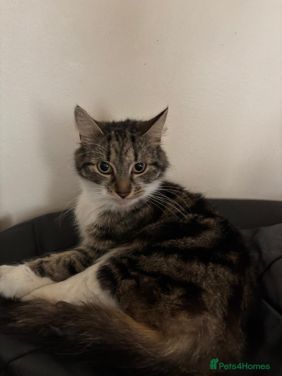 American Shorthair cats for sale: Lovely grey tabby cat for sale - Image 1