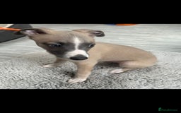 Whippet dogs for sale: Full kc registered whippets  - Image 1