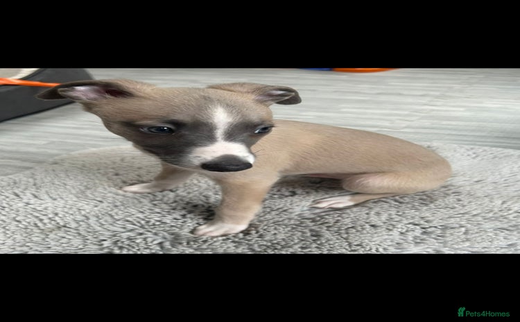 Whippet dogs - Advert 2