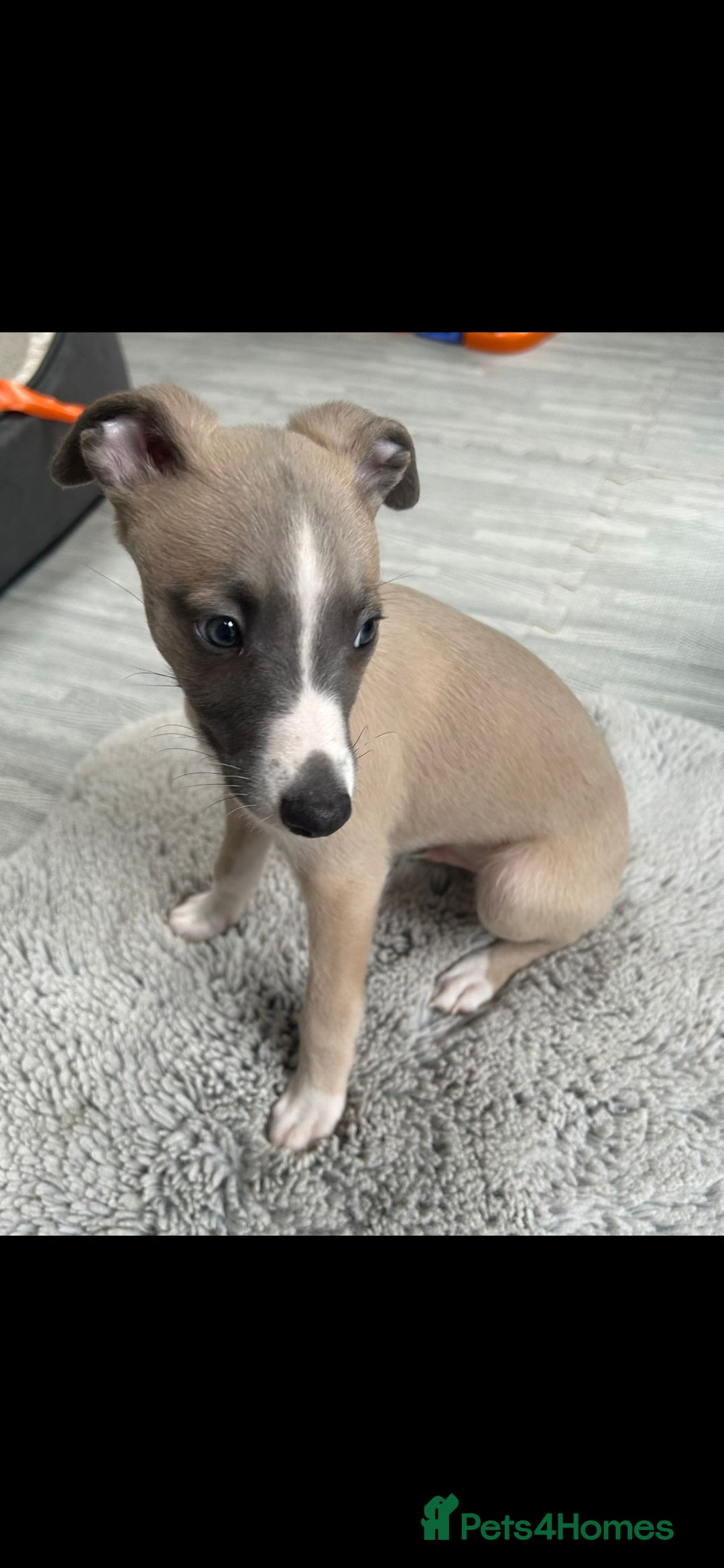 Whippet dogs for sale: Full kc registered whippets  - Image 1