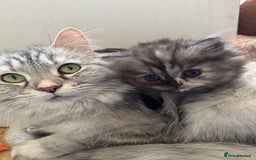 Persian cats for sale: Cute Persian Kittens 2 Left For Sale - Image 11