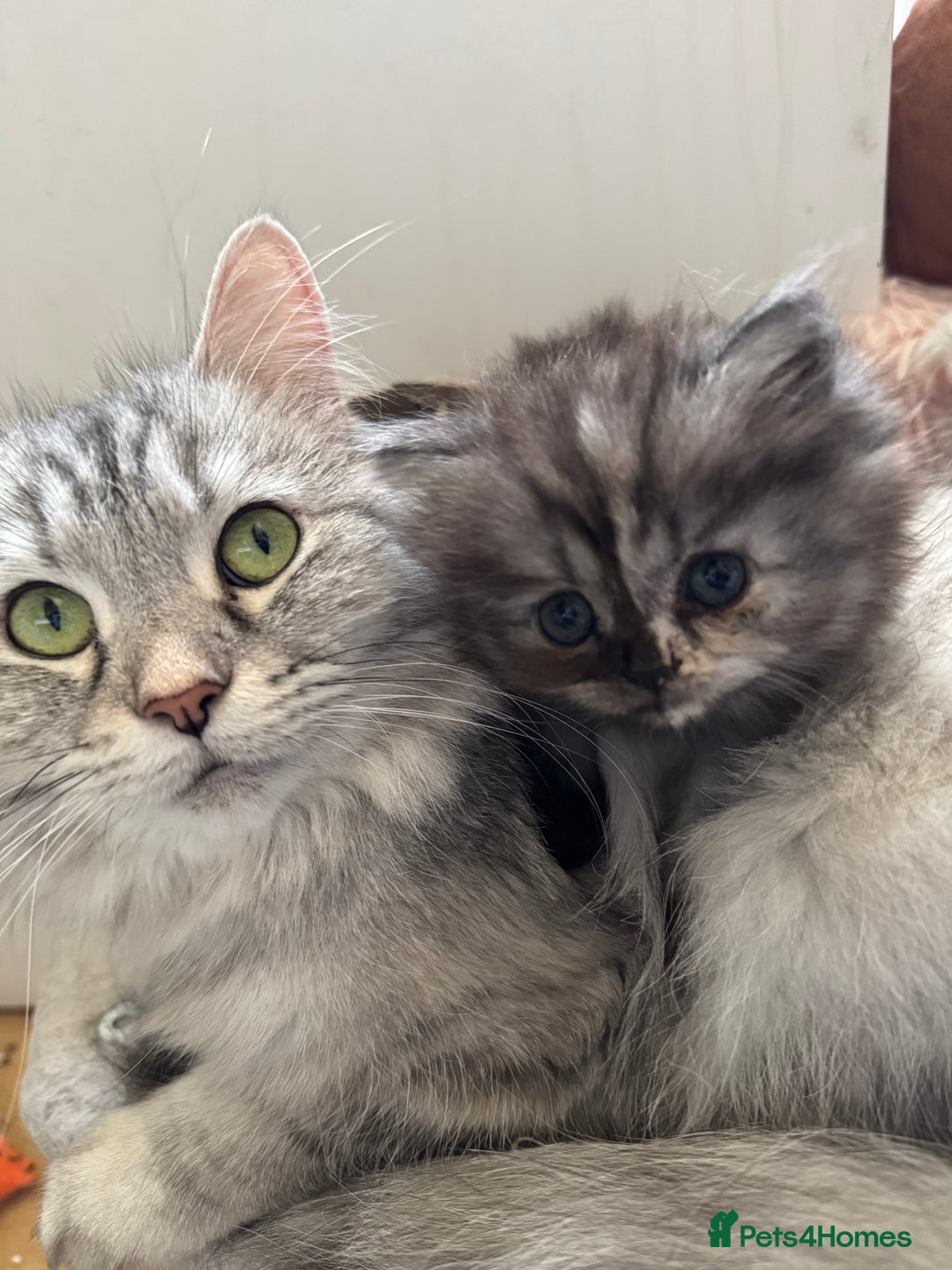Persian cats for sale: Cute Persian Kittens 2 Left For Sale - Image 11
