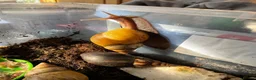 Snails invertebrates for sale: Giant African Snails for sale! - Advert 16