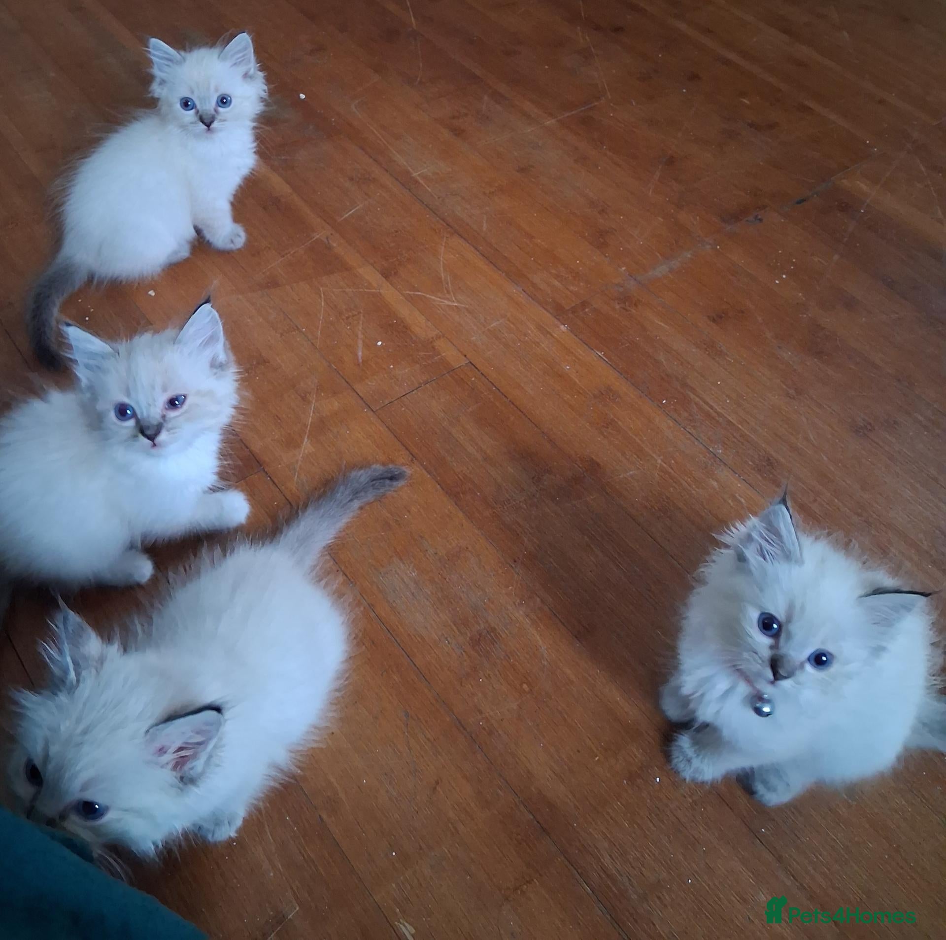 Ragdoll cats Beautiful Ragdoll Kittens - Advert 10