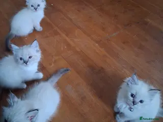 Ragdoll cats Beautiful Ragdoll Kittens - Advert 10