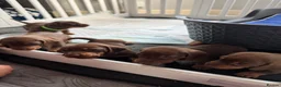 Dachshund dogs for sale: Miniature Dashund puppies - Advert 13