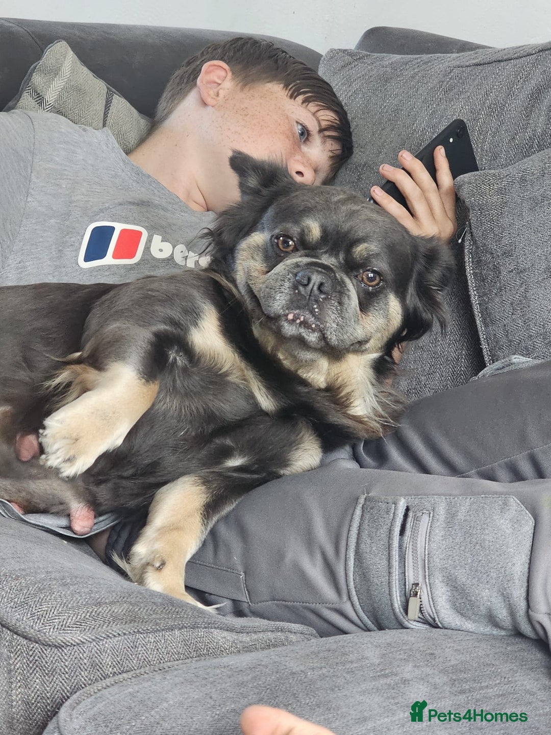 French Bulldog dogs for sale: 3 female french bulldogs - Advert 2