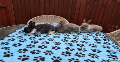 Netherland Dwarf rabbits - Advert 3