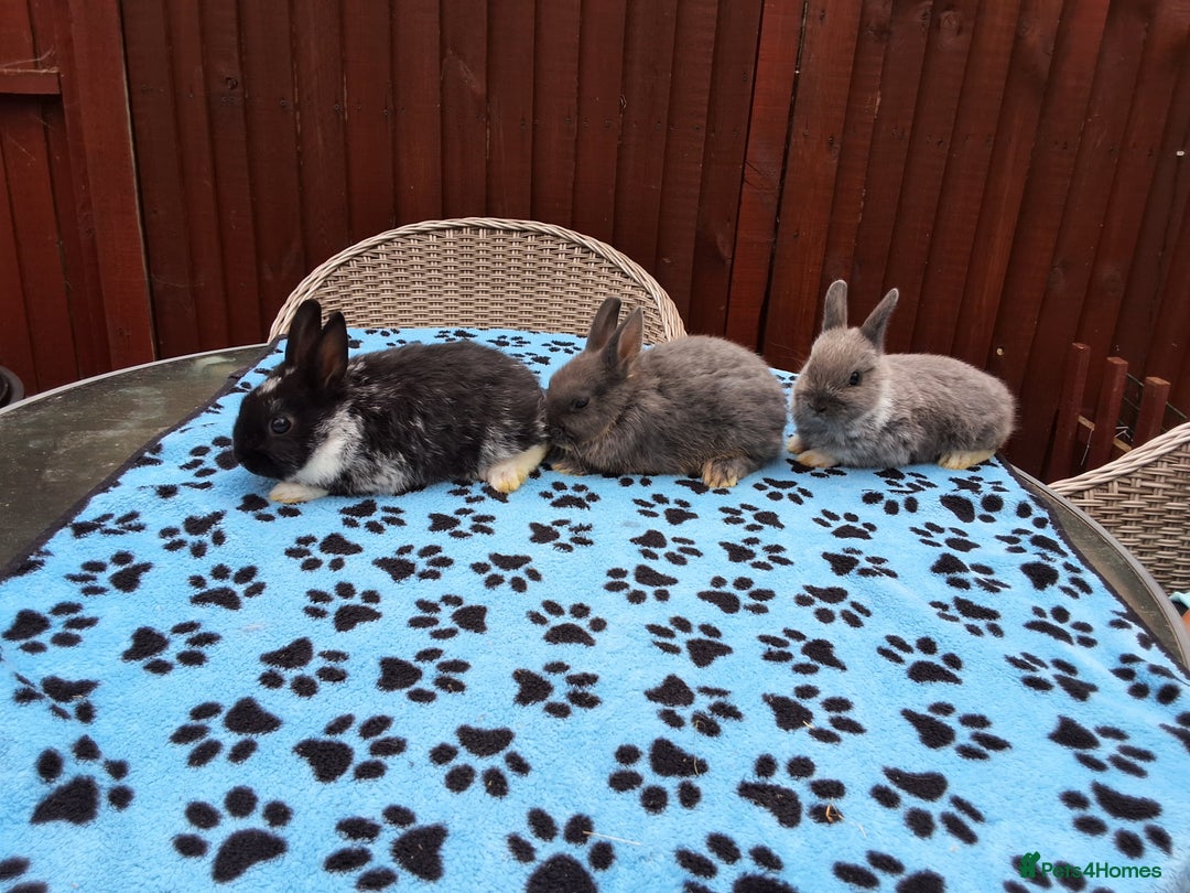 Netherland Dwarf rabbits for sale: 3 Netherland Dwarf bunnies ready 4 forever homes  - Image 3