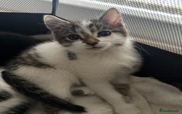 Mixed Breed cats for sale: Kittens - Ready to leave  - Image 2