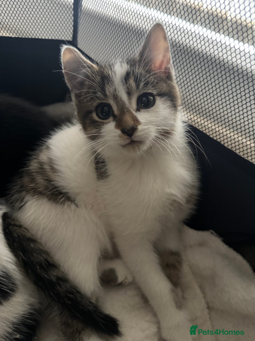 Mixed Breed cats for sale: Kittens - Ready to leave  - Image 2