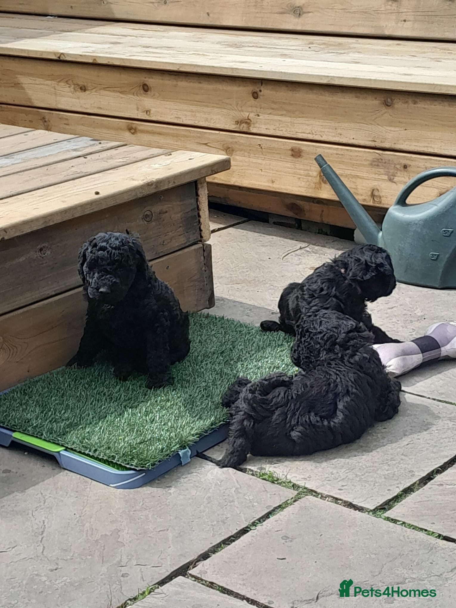 Goldendoodle dogs Goldendoodle puppies for sale - Advert 4