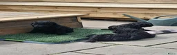 Goldendoodle dogs for sale: Goldendoodle puppies for sale - Advert 7
