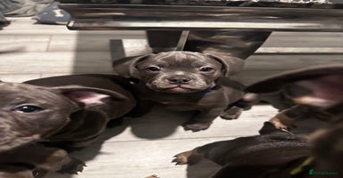 Mixed Breed dogs - Advert 10