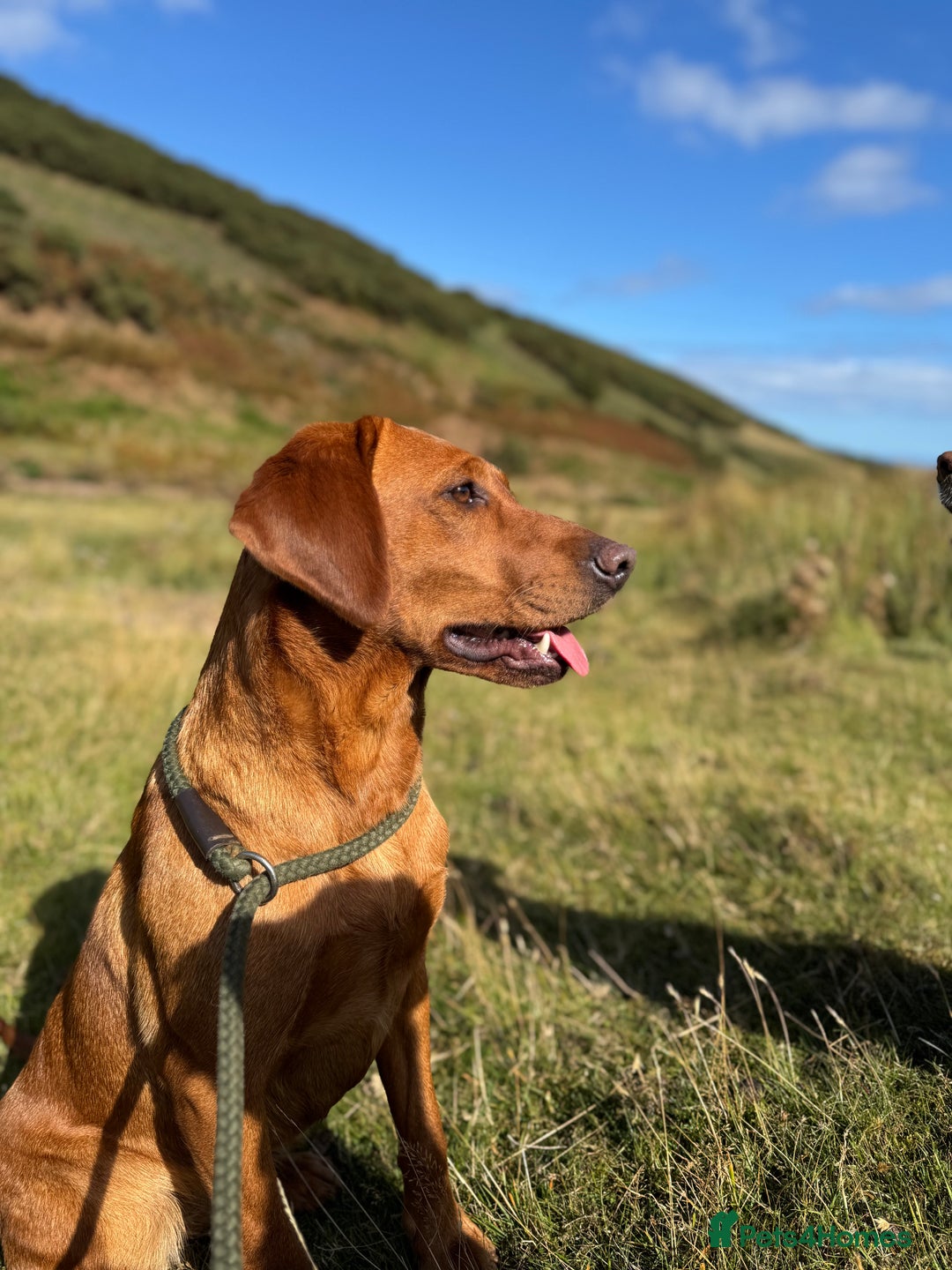 Labrador Retriever dogs for sale: 🐾 KC Registered Black Labrador Puppies 🐾 - Advert 1