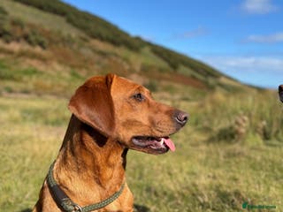 Labrador Retriever dogs 🐾 KC Registered Black Labrador Puppies 🐾 - Advert 1
