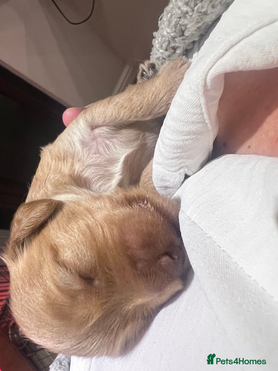 Cockapoo dogs for sale: F1B Cockapoo Puppies - Image 17