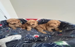 Cockapoo dogs for sale: 9 weeks old Cockapoo puppies  - Image 5