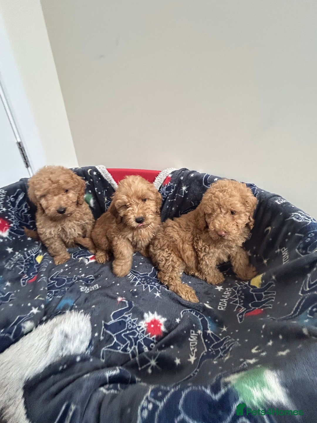 Cockapoo dogs for sale: 9 weeks old Cockapoo puppies  - Image 5