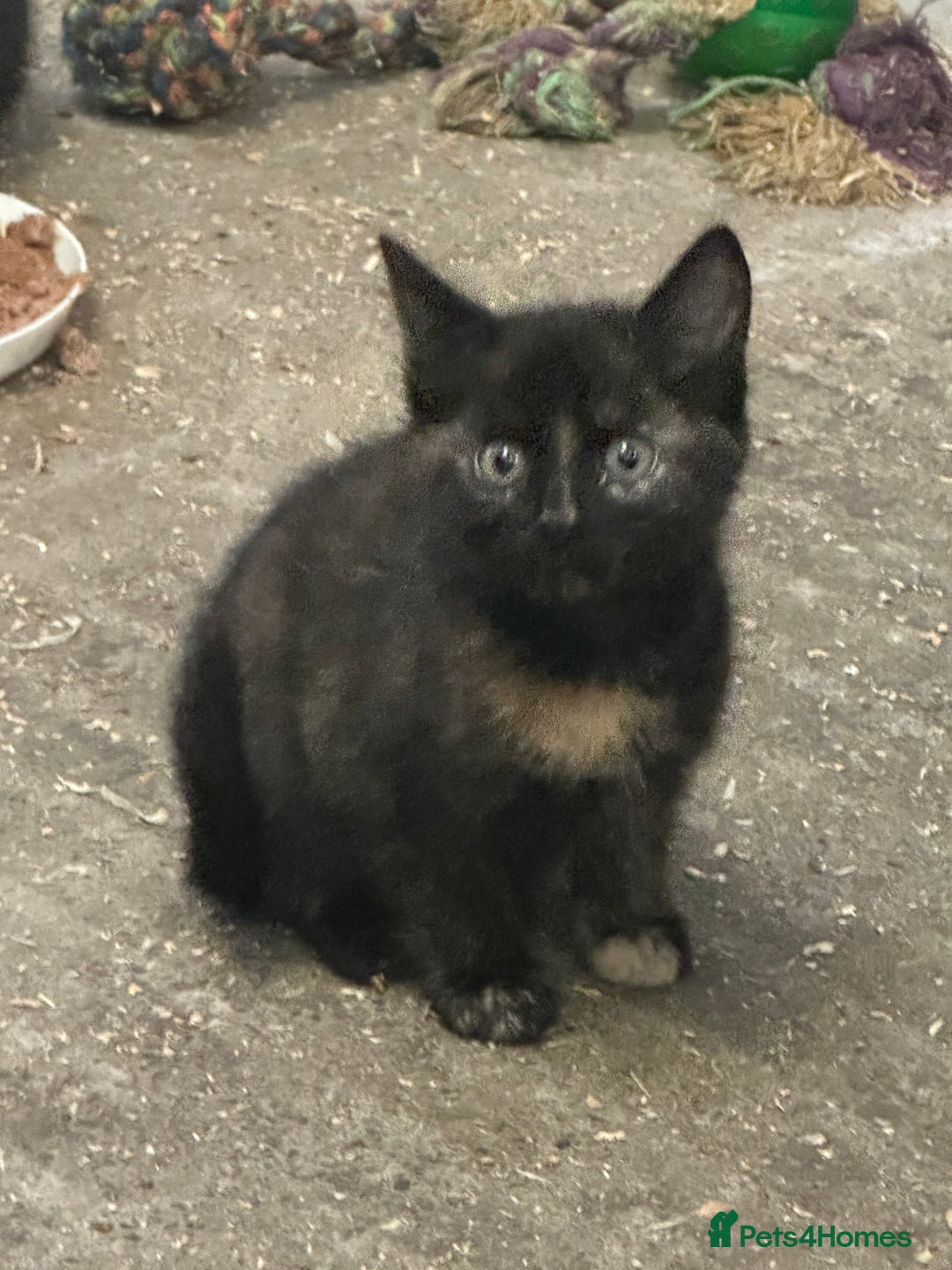 Mixed Breed cats for sale: KITTENS - Image 4