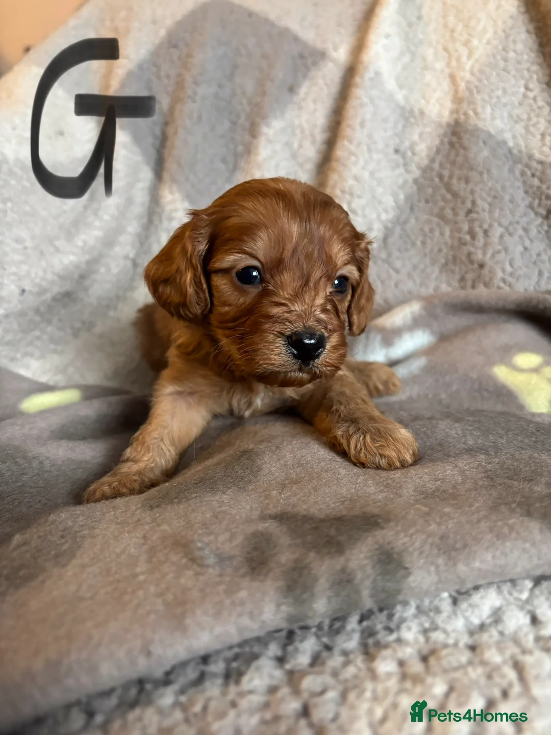 Cavapoo dogs for sale: Beautiful Cavapoo Puppies – Mum & Dad Family Pets - Advert 17