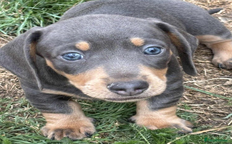Dachshund dogs - Advert 1