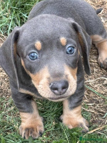 Dachshund dogs - Advert 12