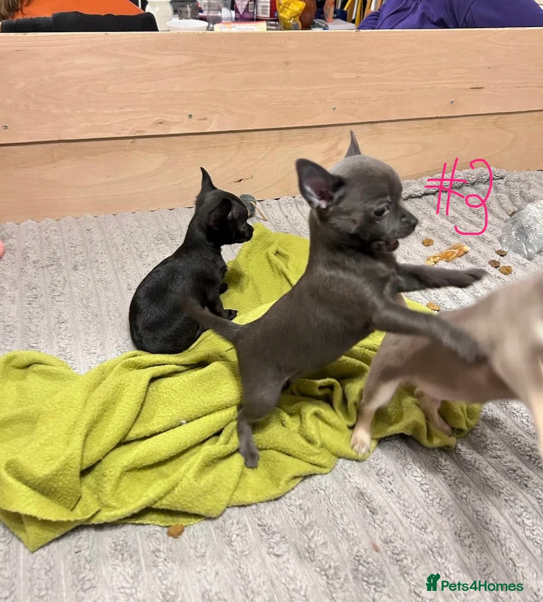 Chihuahua dogs for sale: KC Reg short-hair Chihuahua apple-headed puppies - Advert 31