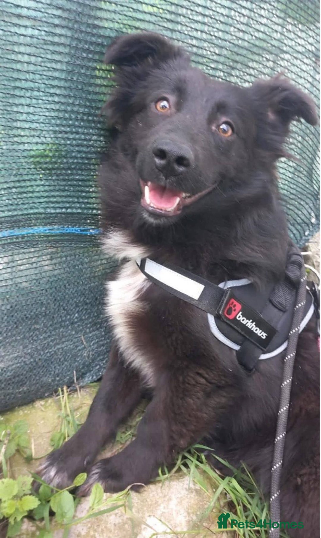 Mixed Breed dogs for adoption: Meet Solana, currently residing in Suffolk - Advert 14