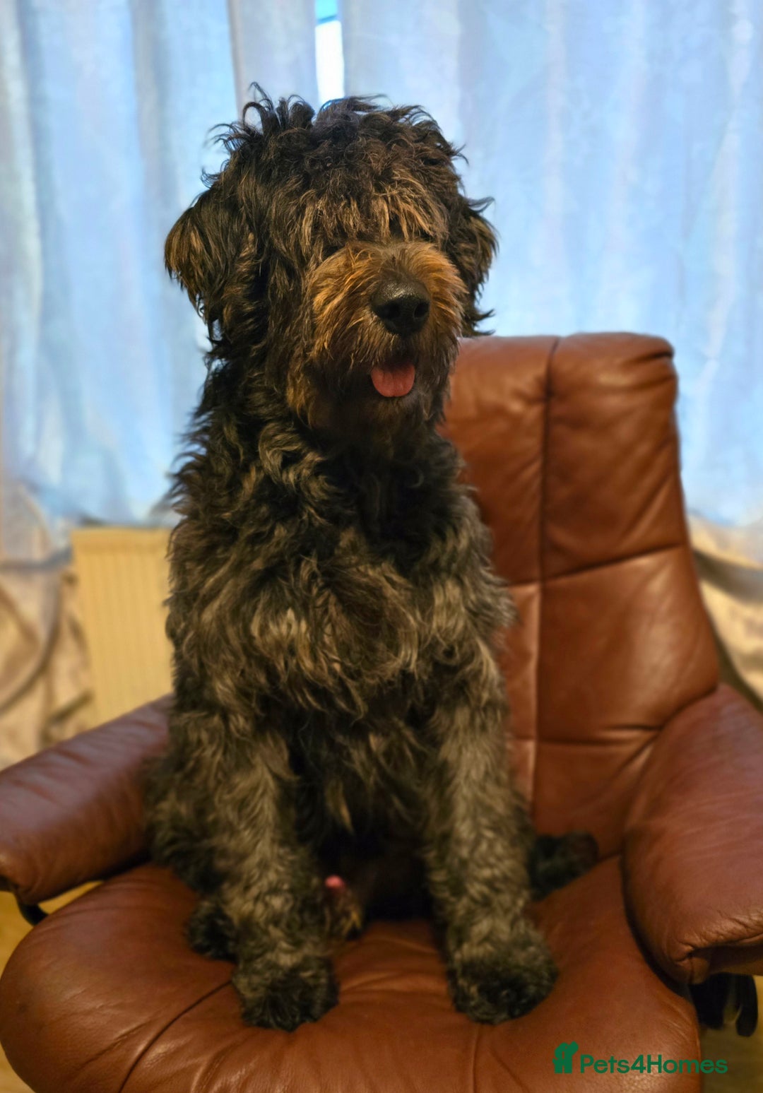 Bergamasco dogs for sale: Bergamasco male seeks forever home - Advert 2